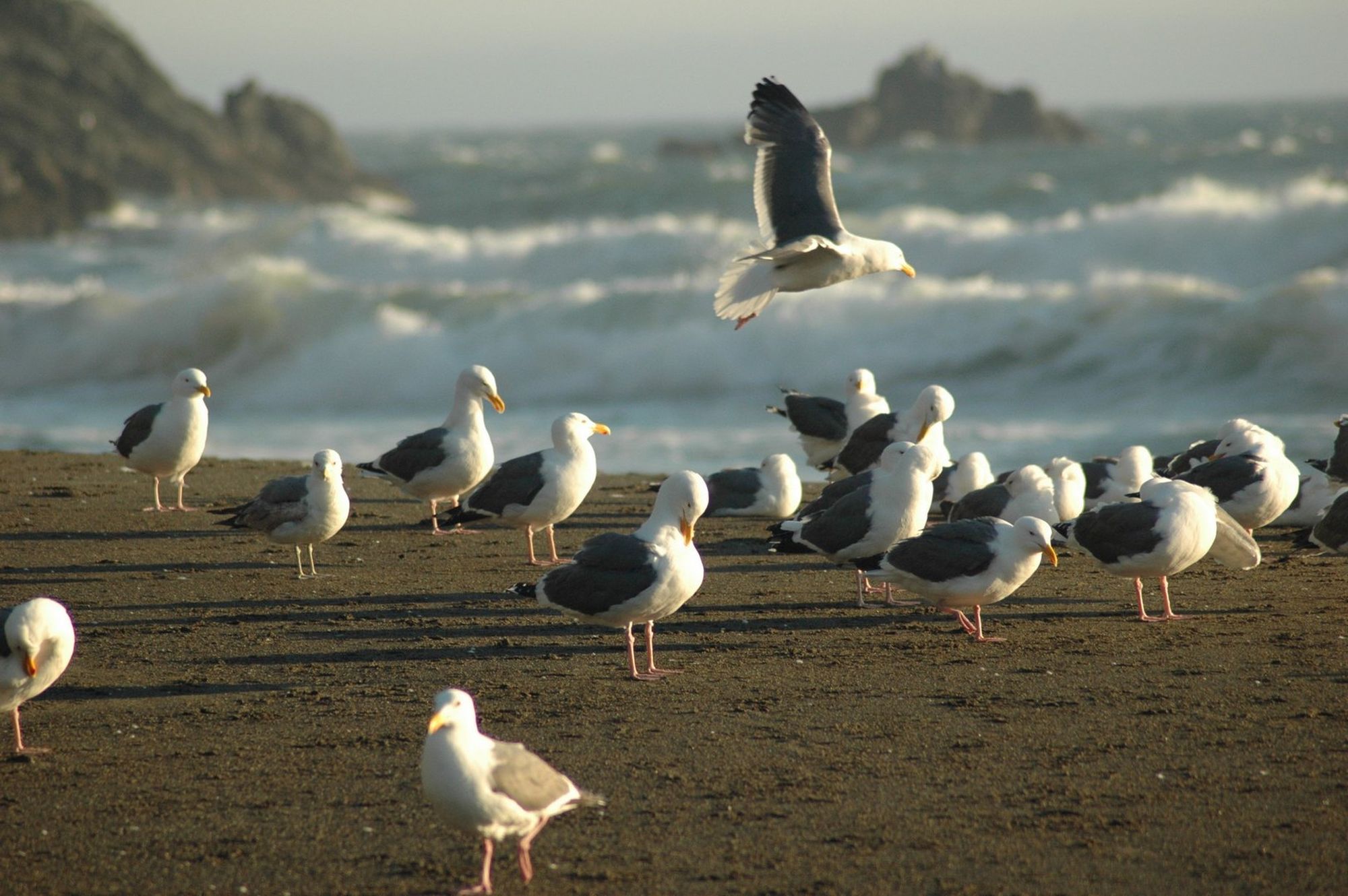 Humbug Seagulls.