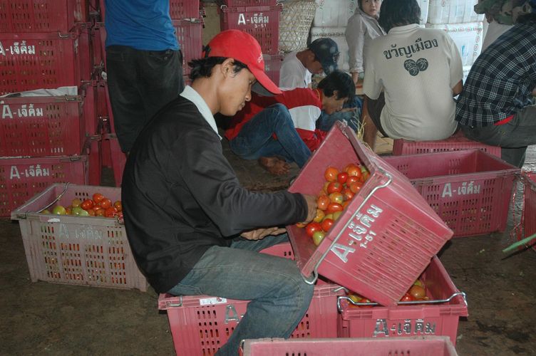 Tomato sorting.